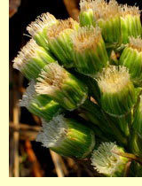Белокопытник ложный (Petasites spurius Rchb.) Белокопытник ложный (Petasites spurius Rchb.)